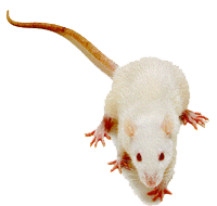 White Rat