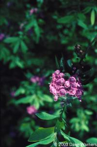 Kalmia sp