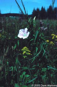 Calystegia sepium