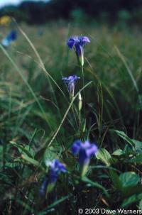 Gentianopsis procera