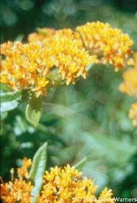 Asclepias tuberosa