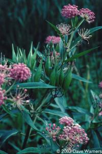 Asclepias incarnata