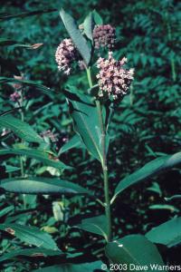 Asclepias syriaca