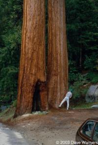 Sequoiadendron sp