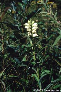 Chelone glabra