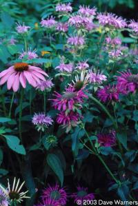 Monarda fistulosa