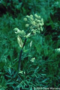 Angelica atropupurea