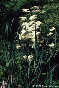 Sambucus canadensis