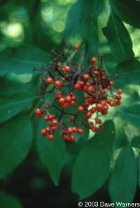 Sambucus pubescens