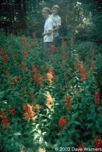 Lobelia cardinalis