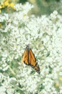 Eupatorium perfoliatum