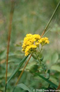 Solidago rigida