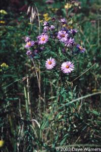 Aster novae-angliae