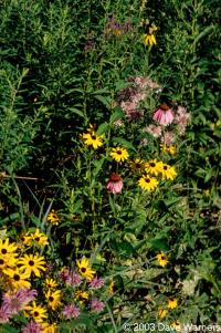 Rudbeckia hirta