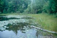 Nymphaea odorata