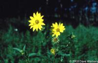 Helianthus giganteus