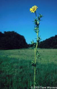 Silphium laciniatum