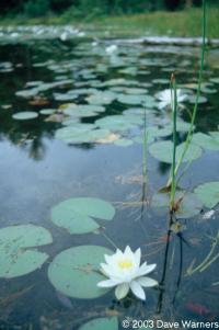 Nymphaea odorata