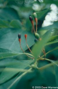 Sassafras albidum