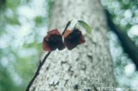 Asimina triloba