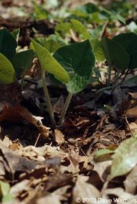 Asarum canadense