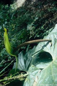 Anthurium sp