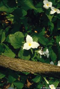 Trillium grandiflorum