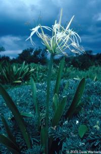 Hymenocallis sp