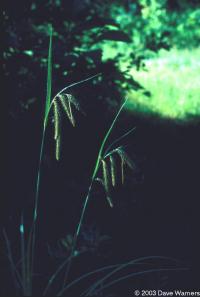 Carex crinita