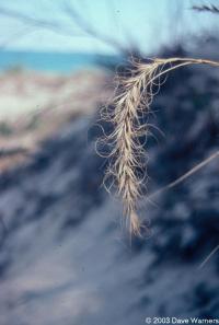 Elymus canadensis