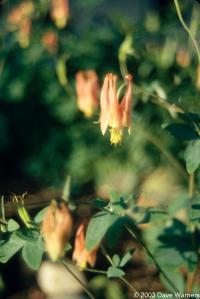 Aquilegia canadense