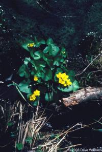 Caltha palustris