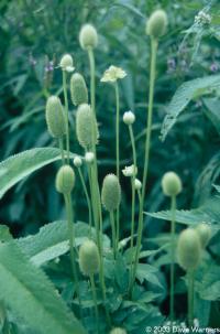 Anemone virginiana