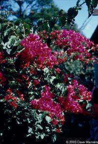 Bougainvillea sp