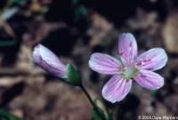 Claytonia virginica