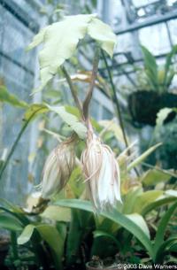 Epiphyllum sp