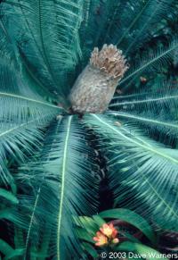 Cycad