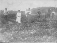 Celery farming