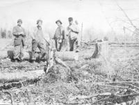 Four people clearing land