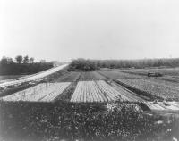 Fisher Celery Farm