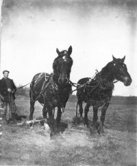 Plowing field