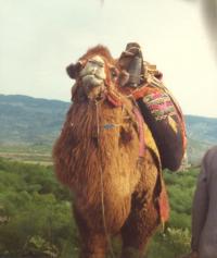 Camel