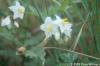 Solanum carolinense