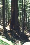 Sequoiadendron sp