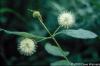 Cephalanthus occidentalis