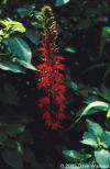 Lobelia cardinalis