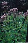 Eupatorium maculatum