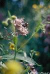 Eupatorium maculatum