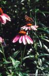 Echinacea purpurea