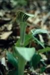 Arisaema triphyllum